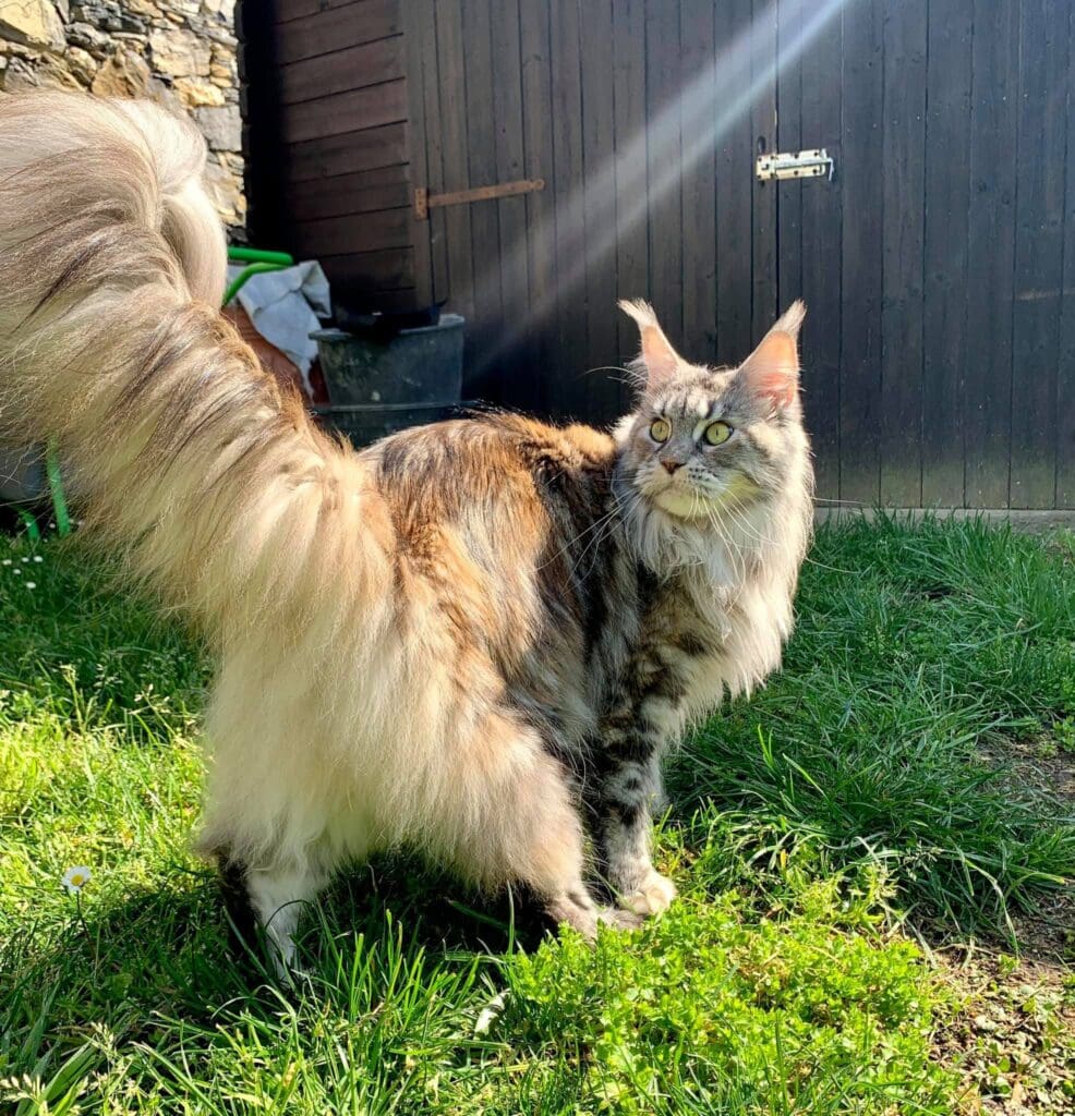 Terre di Azeban De Musica Tonante maine coon femmina riproduttrice