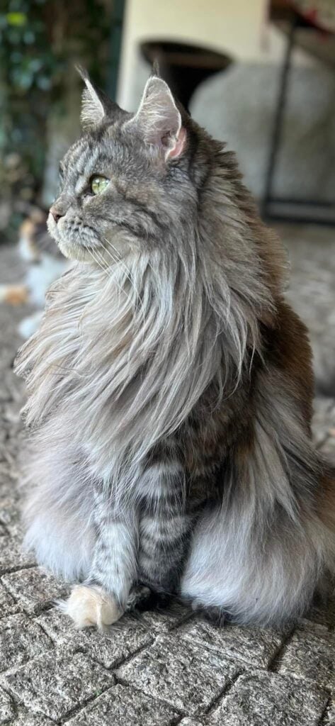 maine coon femmina Terre di Azeban De Musica Tonante