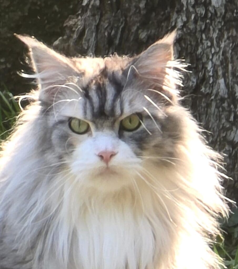 fiji femmina maine coon primo piano testa