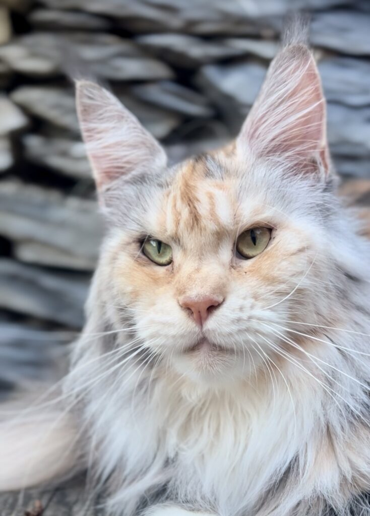 lucrezia femmina maine coon dettaglio della testa