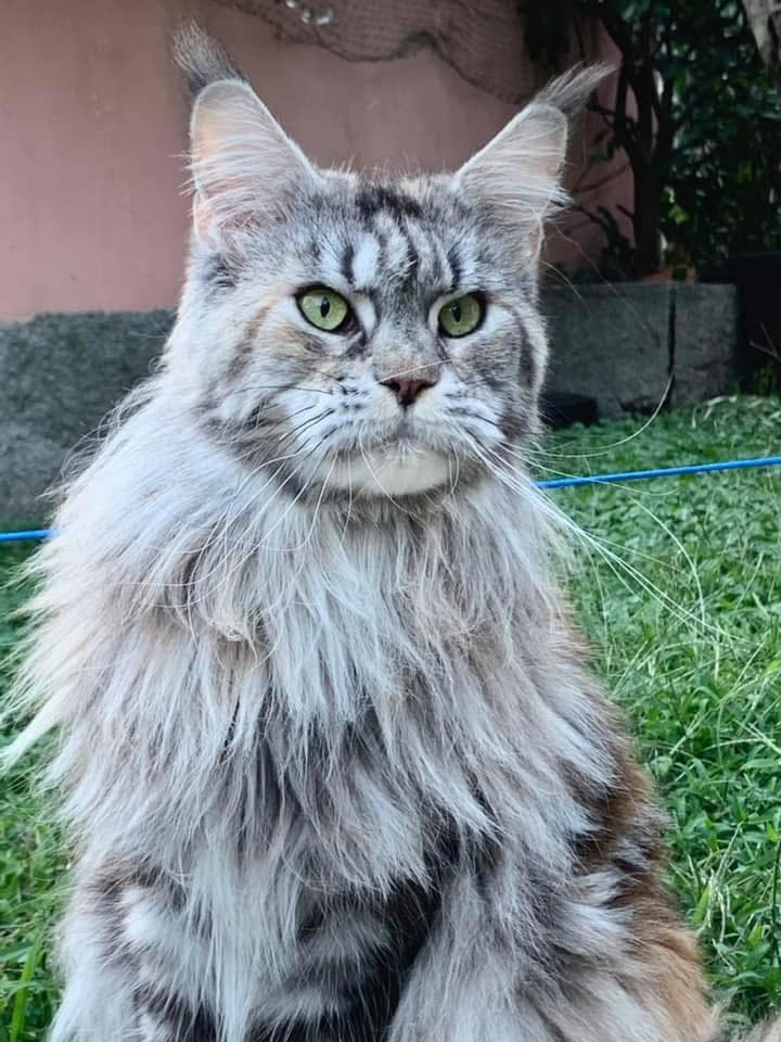 Terre di Azeban De Musica Tonante maine coon primo piano