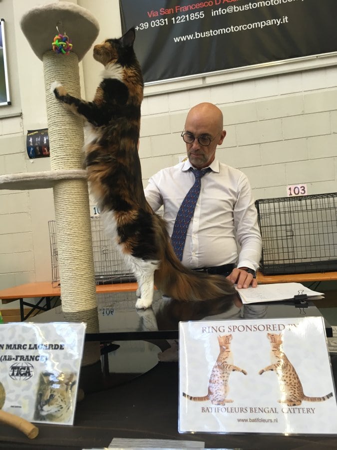 charlotte maine coon femmina expo