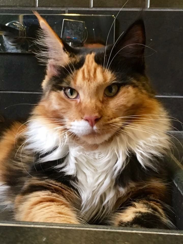 charlotte maine coon femmina primo piano