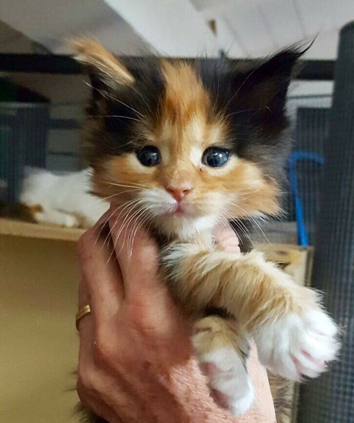 charlotte maine coon femmina da cucciolo