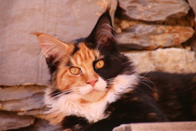 Cheyenne maine coon femmina primo piano