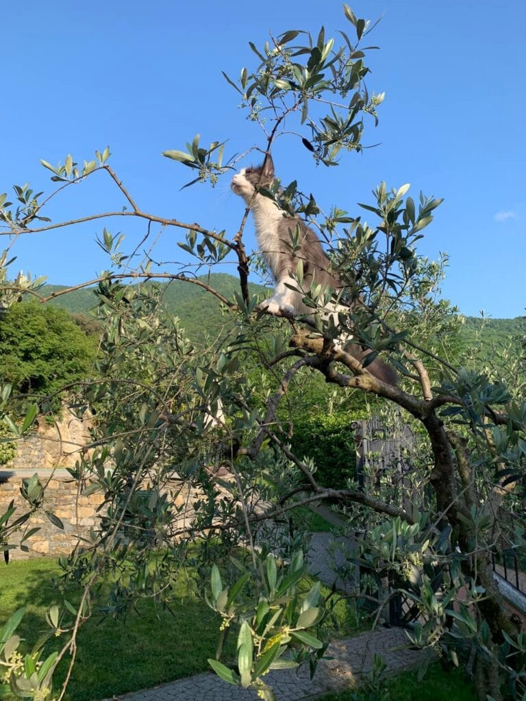 femmina riproduttrice maine coon di nome dream su un albero