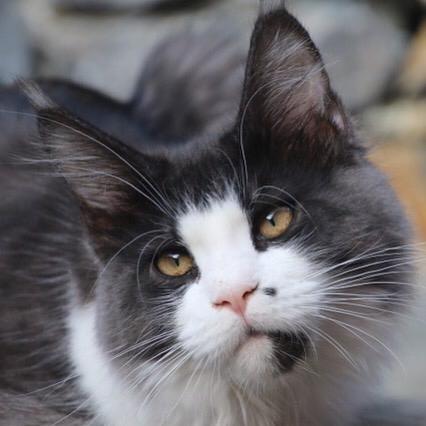 Dream femmina riproduttrice maine coon primo piano capo