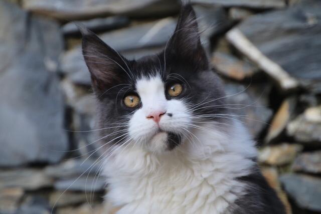 femmina riproduttrice maine coon di nome Dream primo piano