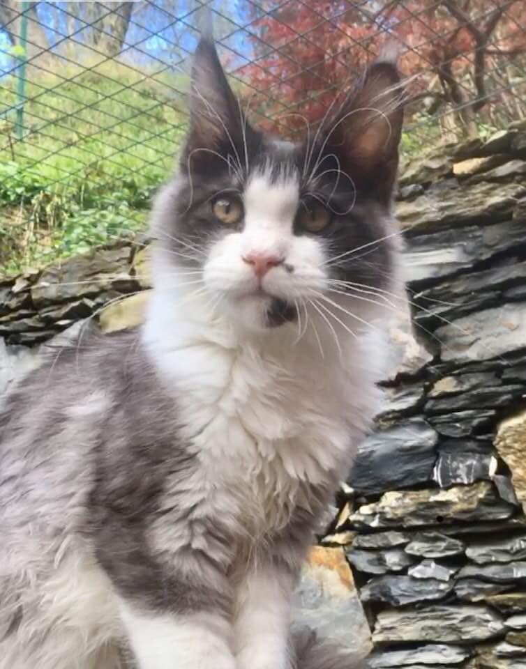 Dream femmina riproduttrice maine coon allevamento Wild muzzle