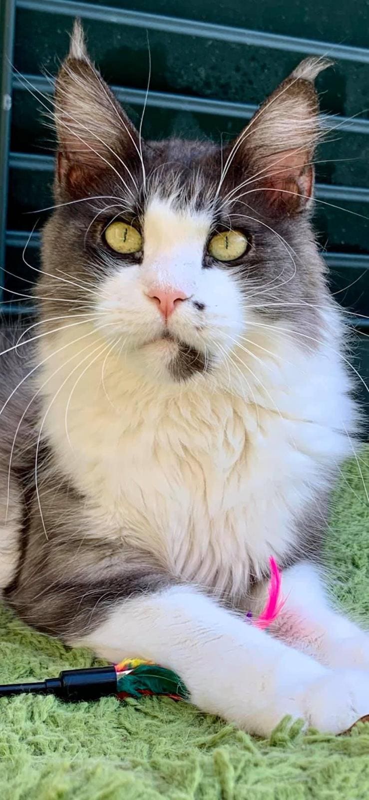 Dream femmina riproduttrice maine coon in posa