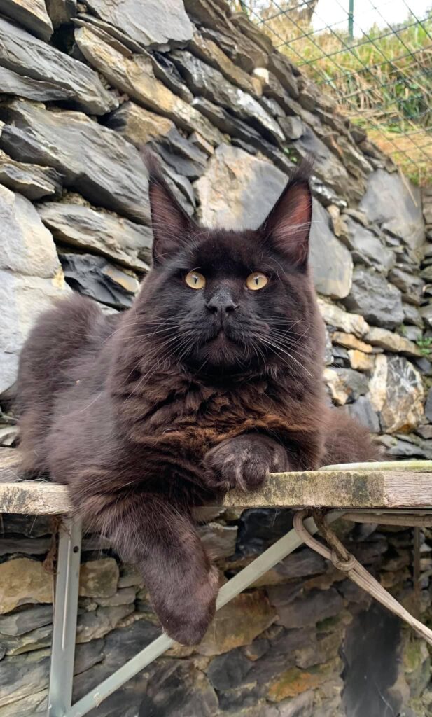maine coon gauguin black
