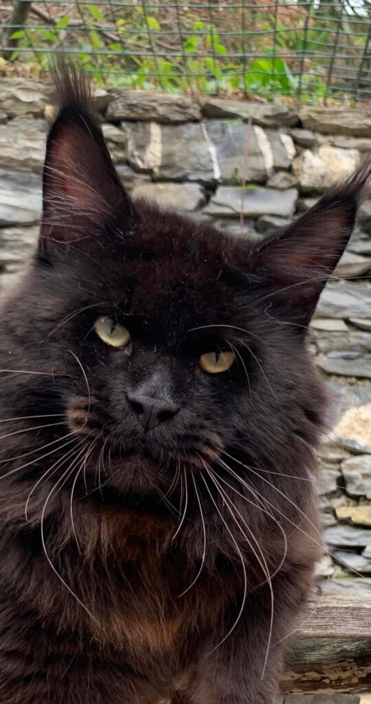 maine coon gauguin maschio