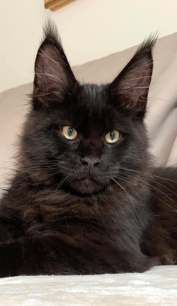 maine coon gauguin smoke
