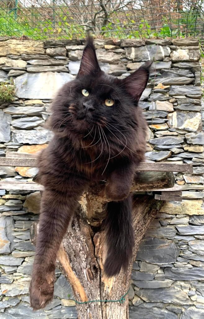 maine coon gauguin wild muzzle