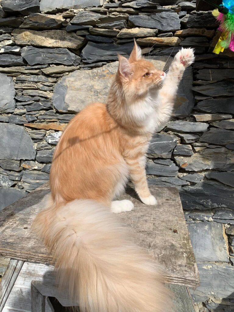 honey gatto maine coon femmina