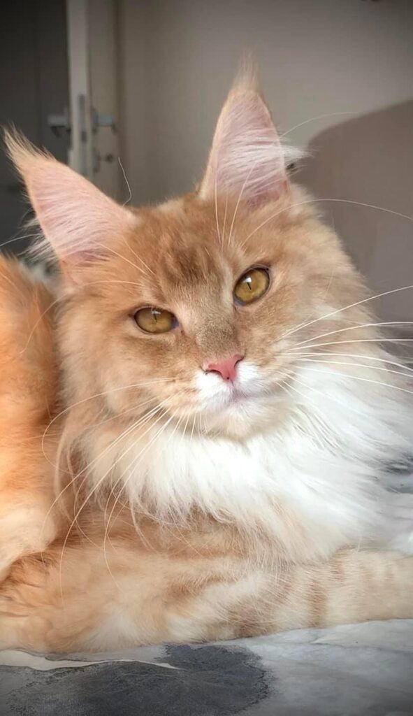 honey maine coon femmina primo piano