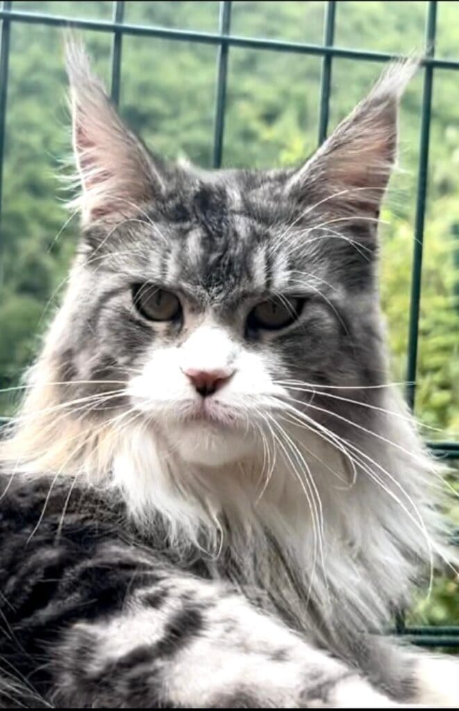 Primo piano di Leyla femmina riproduttrice maine coon