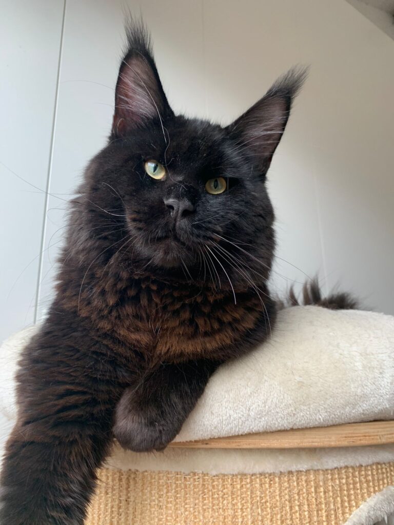 maine coon maschio gauguin