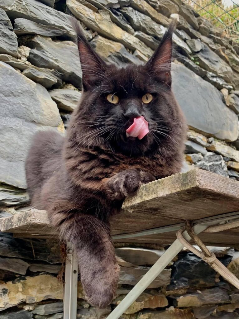 maine coon maschio riproduttore gauguin