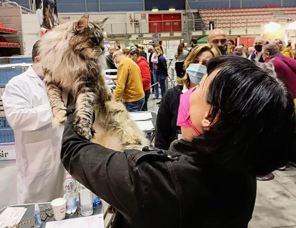 Terre di Azeban De Musica Tonante maine coon