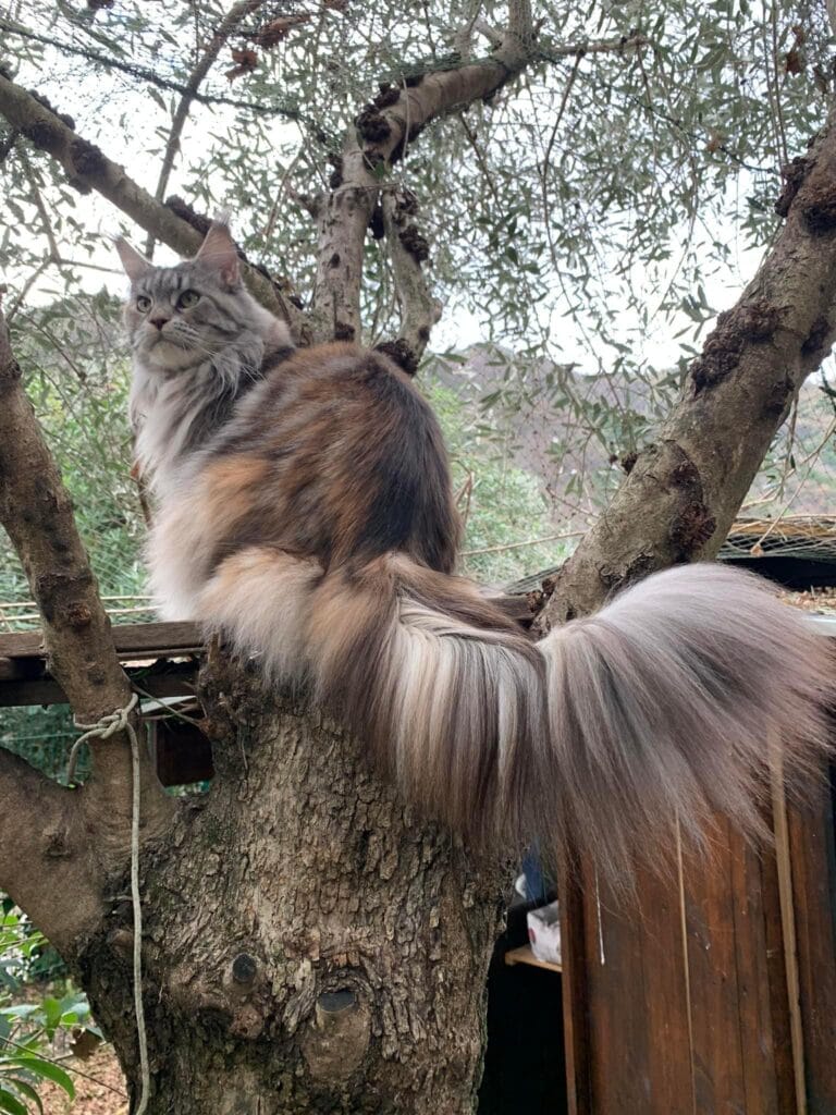 Terre di Azeban De Musica Tonante maine coon coda