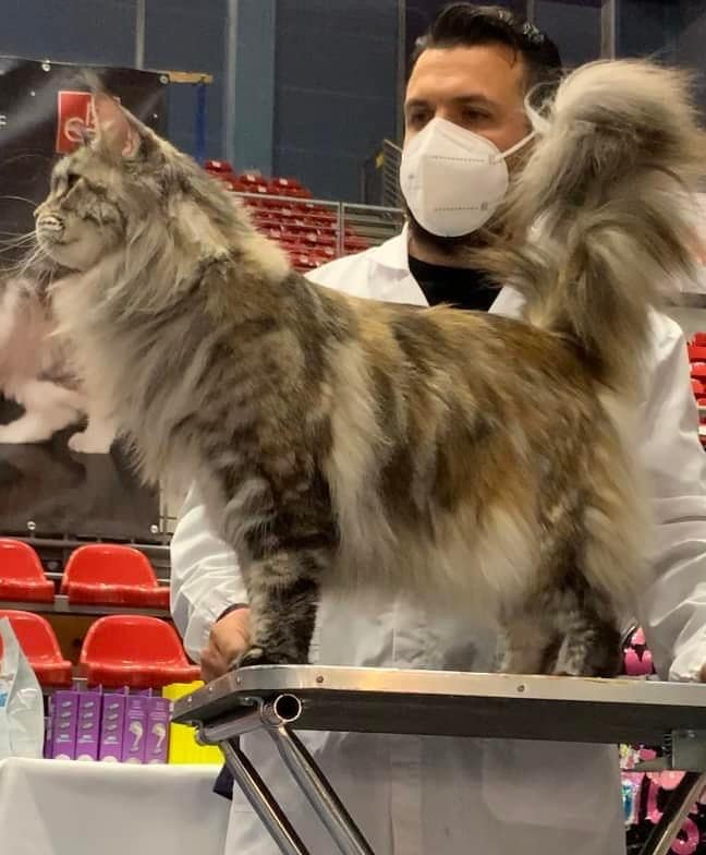 Terre di Azeban De Musica Tonante maine coon expo