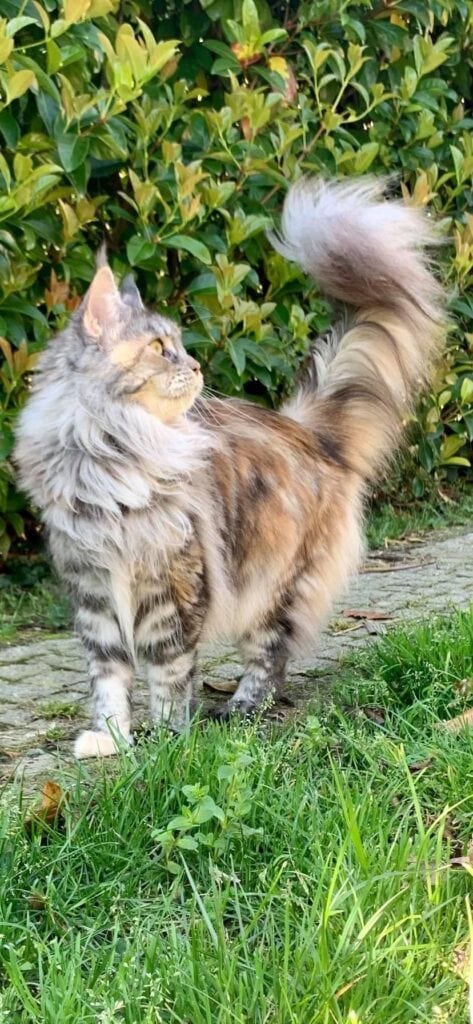 Terre di Azeban De Musica Tonante maine coon femmina