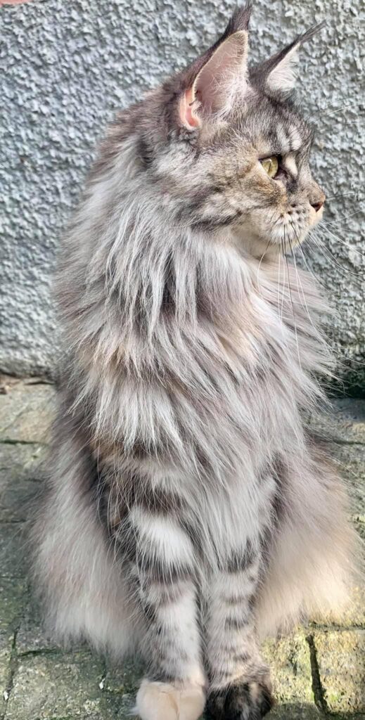 Terre di Azeban De Musica Tonante femmina maine coon