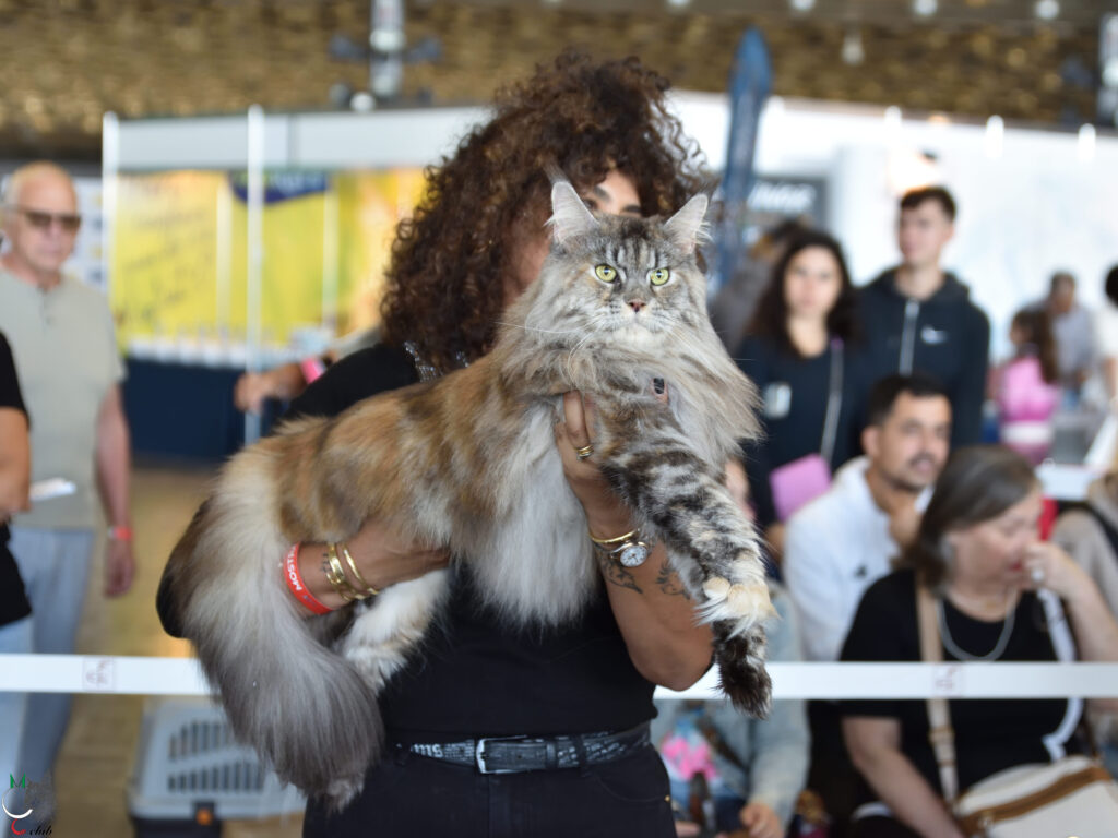 Femmina riproduttrice maine coon Musica