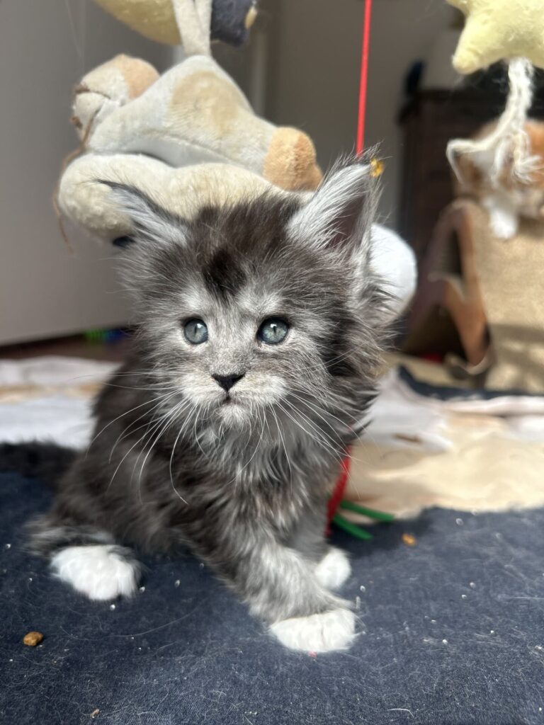 primo piano a figura intera di omnia cucciolo maine coon