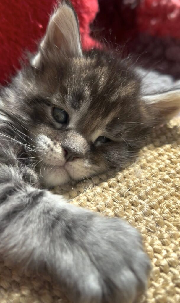 ozzy cucciolo maine coon primo piano testa