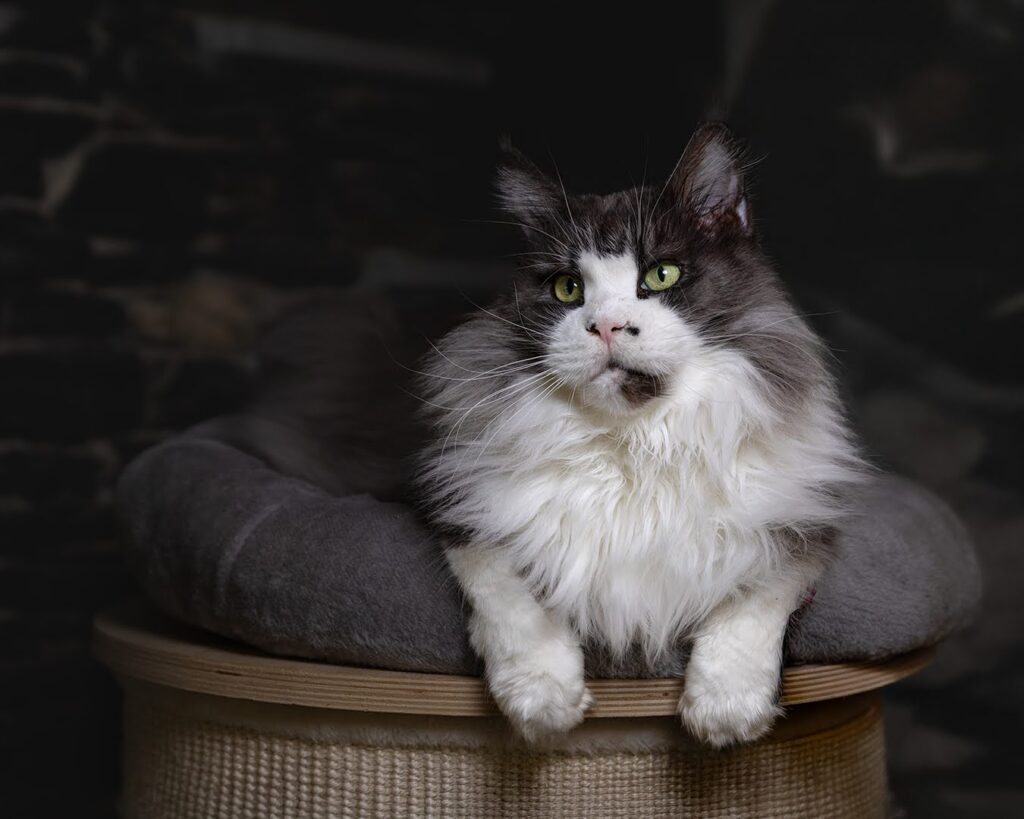 dream wild muzzle femmina riproduttrice maine coon