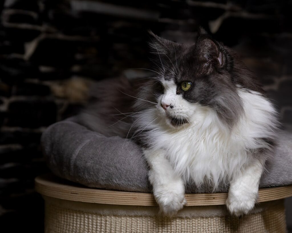 dream maine coon in relax sopra un cuscino