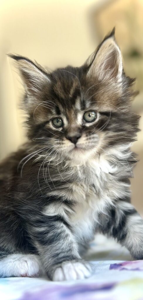 maine coon cucciolo primo piano