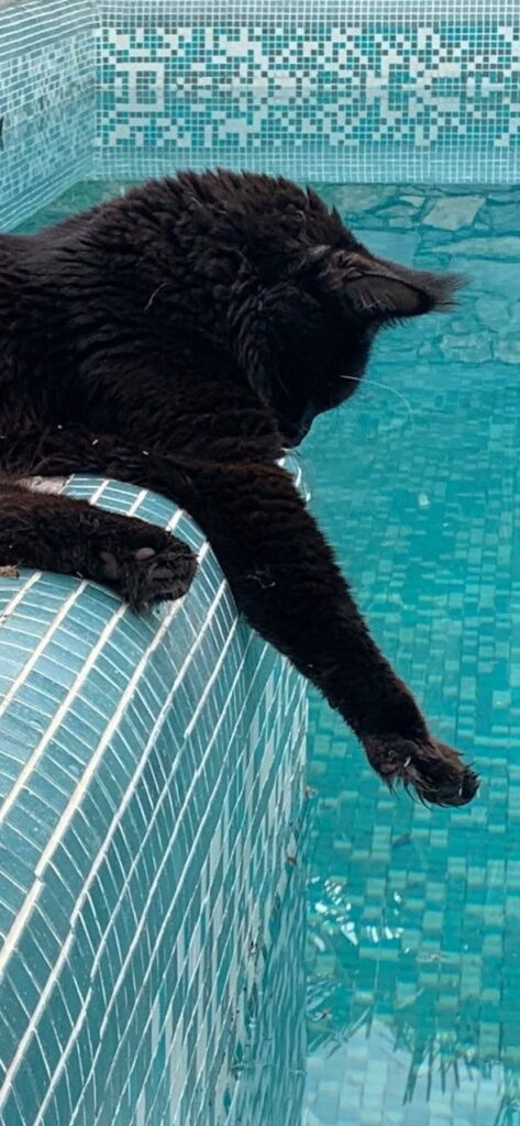 maine coon nero gioca a bordo piscina
