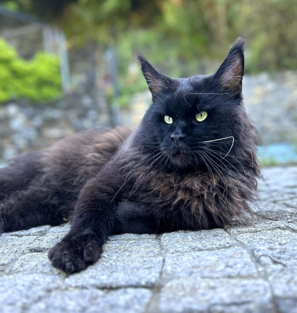 gauguin gatto maschio nero in relax