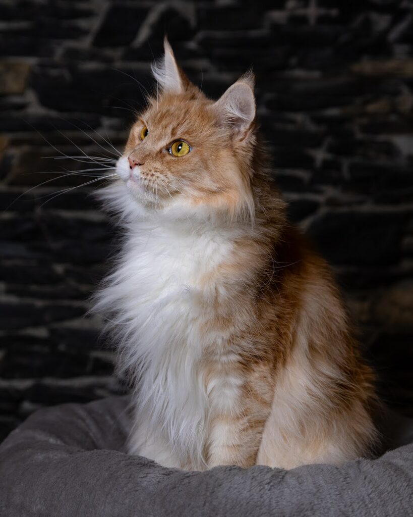 maine coon femmina riproduttrice di nome honey