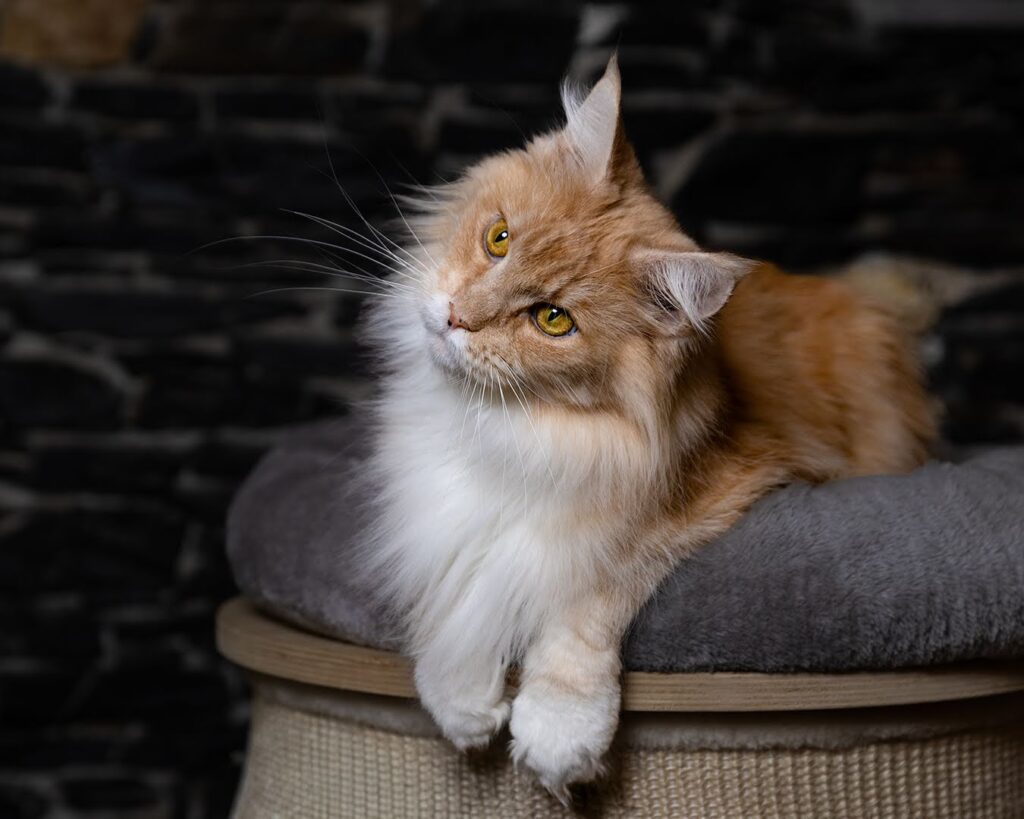 femmina riproduttrice maine coon di nome honey allevamento wild muzzle
