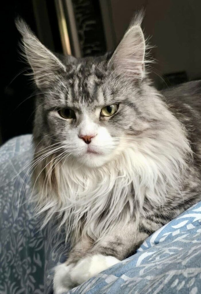 primo piano testa leyla maine coon femmina