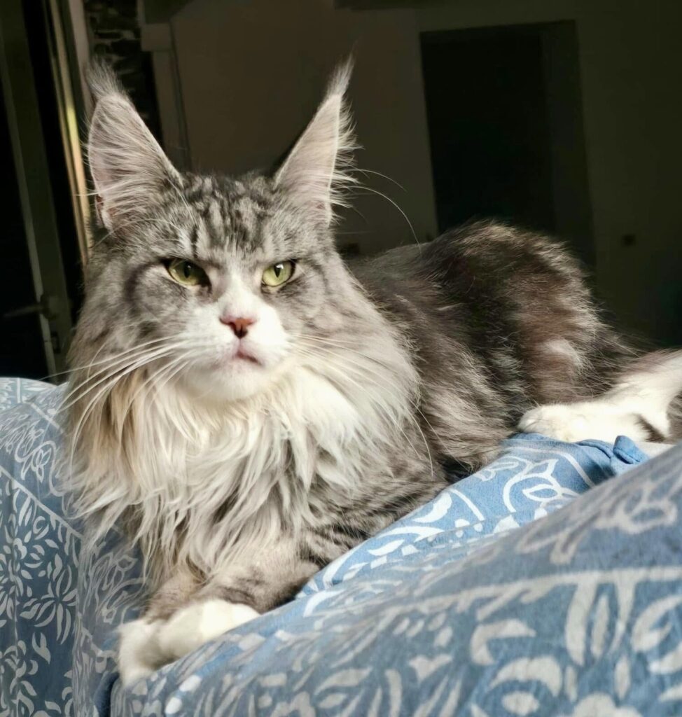 leyla maine coon in relax sul letto