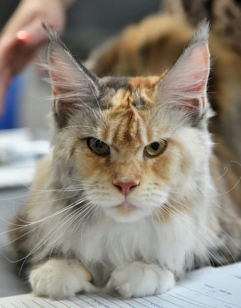 lucrezia maine coon femmina riproduttrice