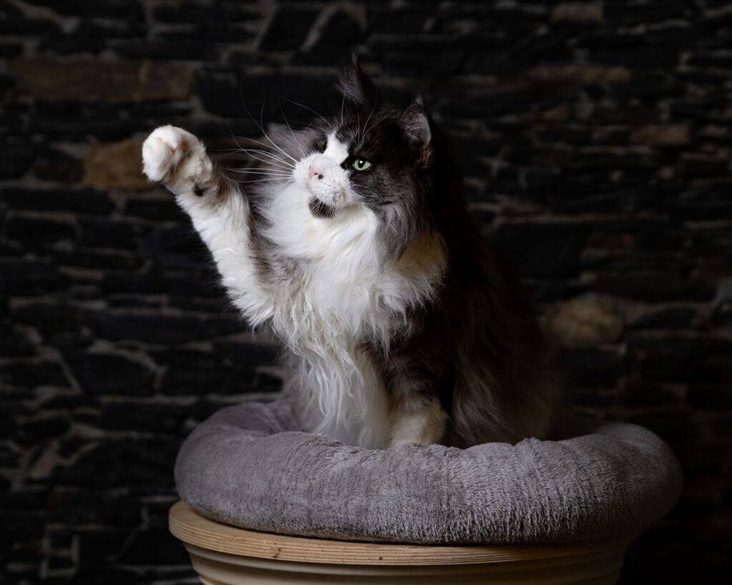 dream maine coon con zampa alzata