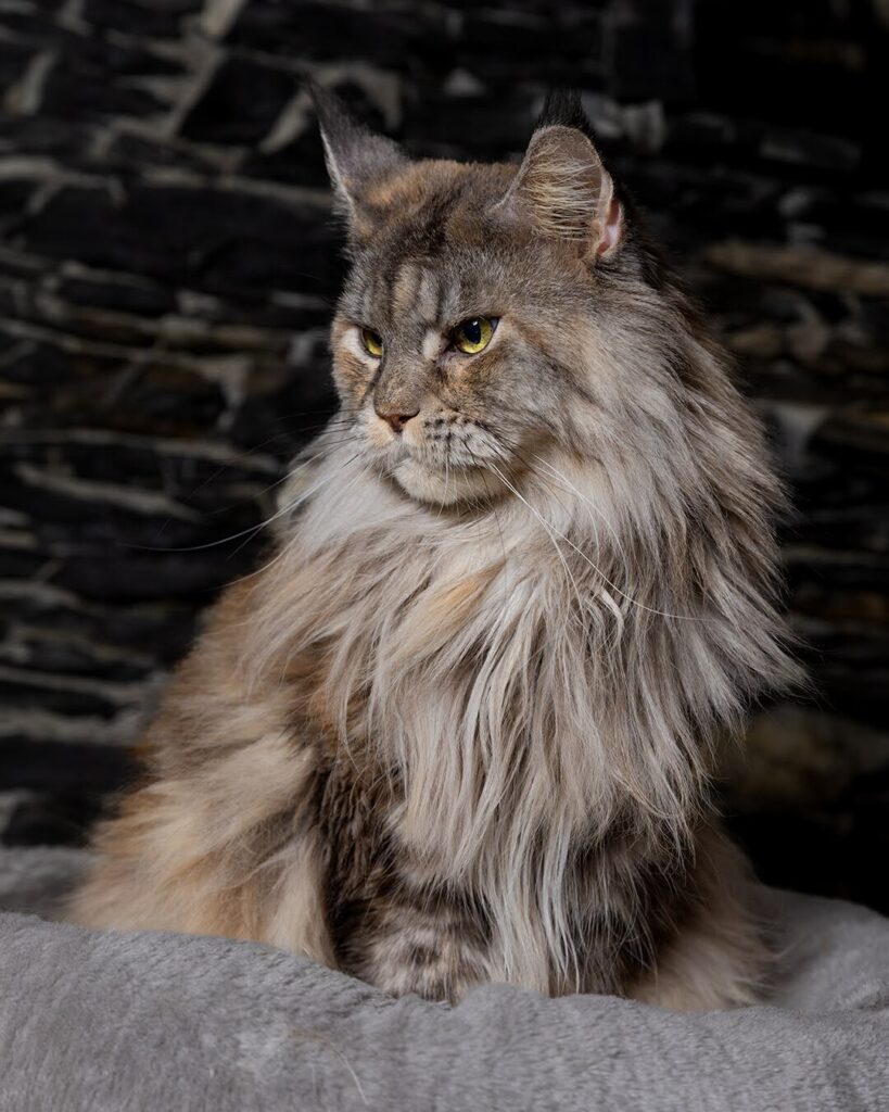 Musica maine coon femmina in relax
