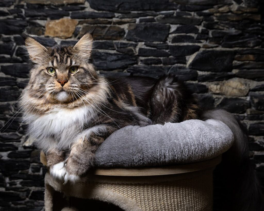 maschio maine coon di nome maragià in relax