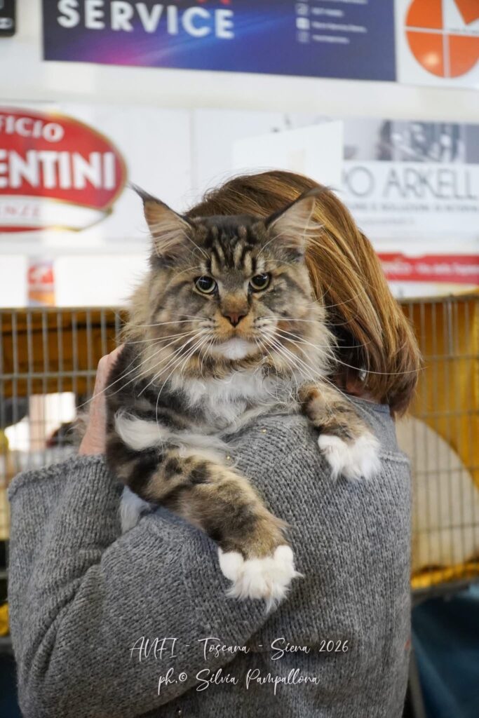 maragia main coon maschio durante esibizione
