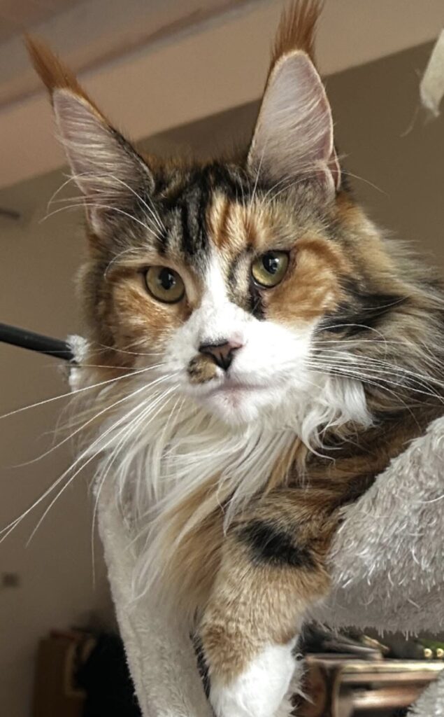 michelle femmina maine coon primo piano testa