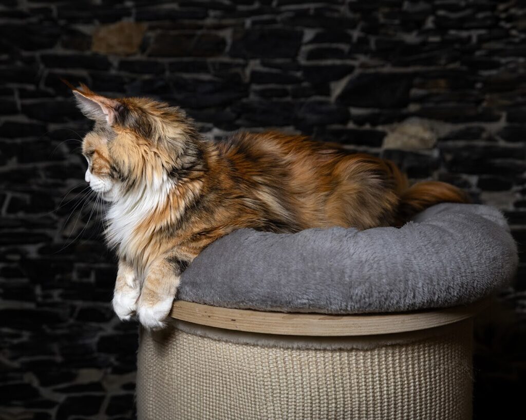 michelle maine coon femmina su cuscino