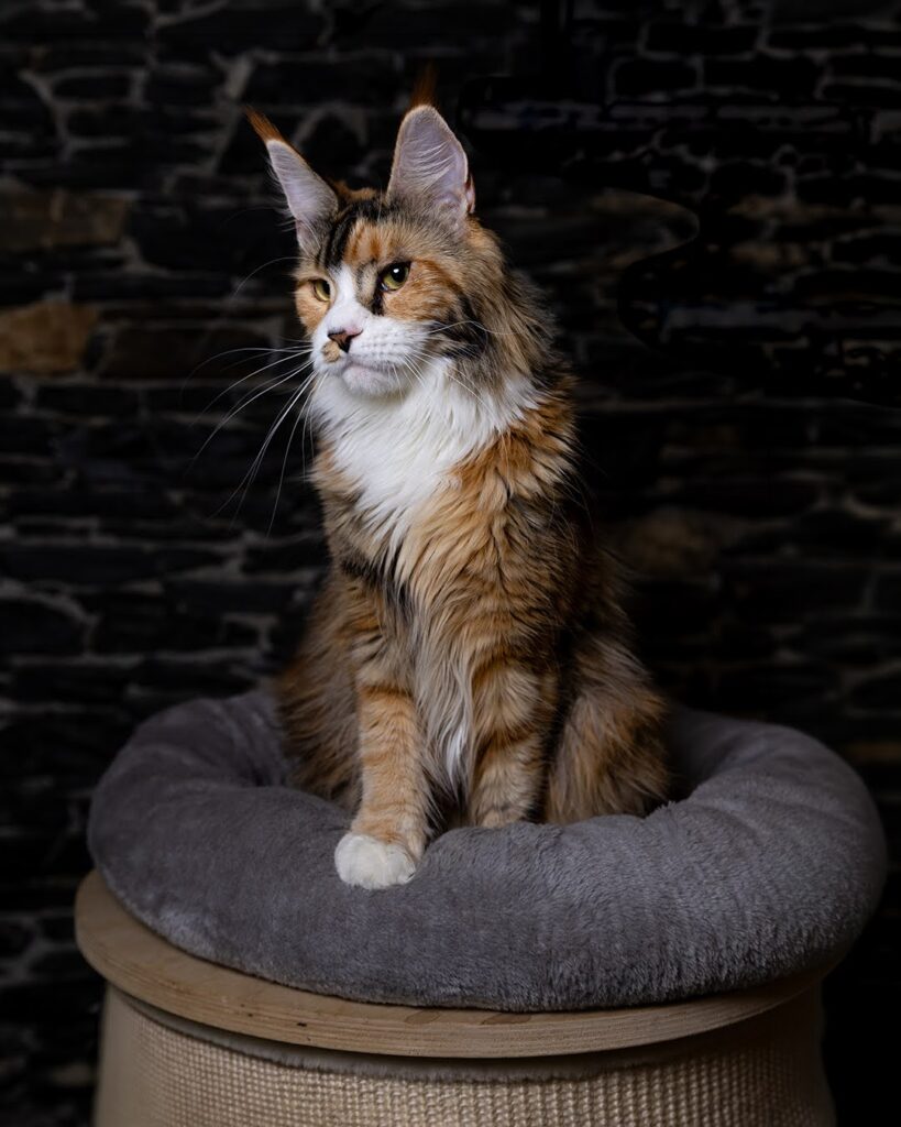 femmina maine coon michelle figura intera in penombra