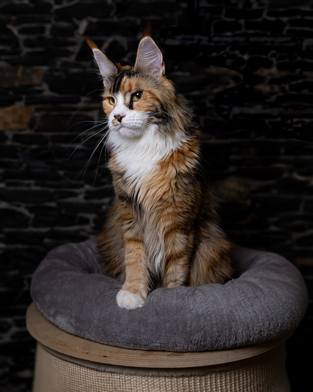 femmina maine coon michelle figura intera in penombra