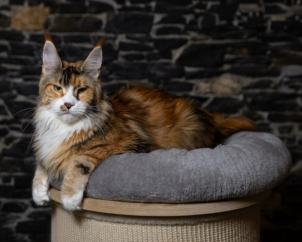 femmina riproduttrice michelle maine coon wild muzzle